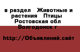  в раздел : Животные и растения » Птицы . Ростовская обл.,Волгодонск г.